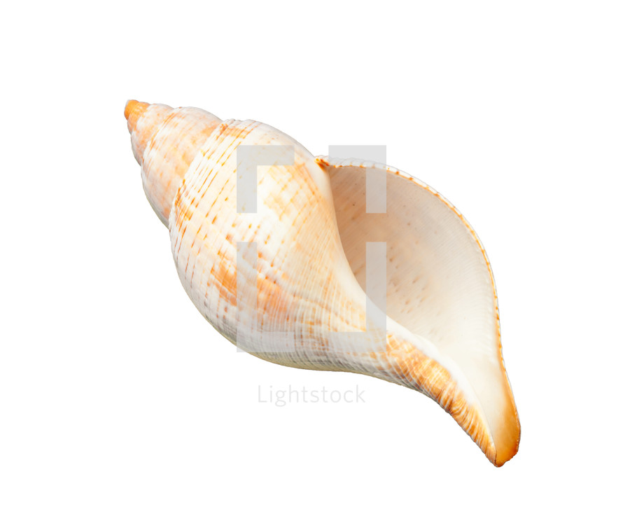 Beautiful empty seashell is lying on a white background