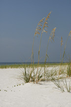 beach -  grass - sea oats