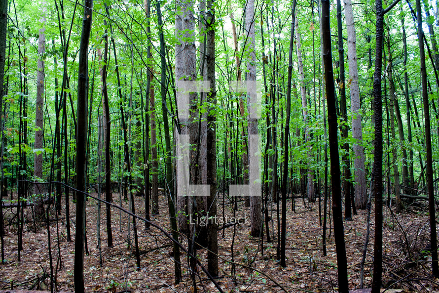 skinny tree trunks in a forest 
