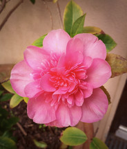 Big Pink Camellia Flower