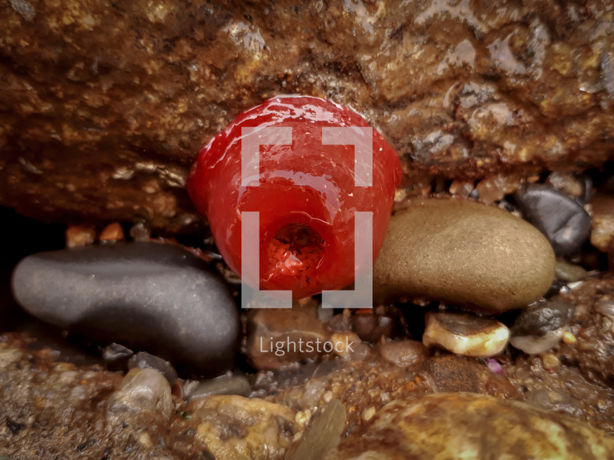 Red Beadlet Anemone on a Rock