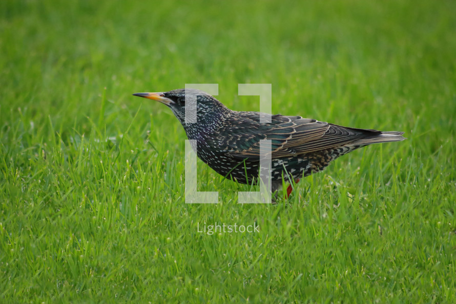 Starling in the Green Grass