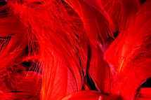 Beautiful background of red tropical birds feathers. Bird natural pattern. Close-up top view. Abstract shot. High quality photo