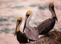 pelicans 