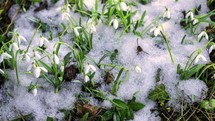 First spring snowdrop flowers blossom fast in snowy meadow with melting snow Growth Time lapse