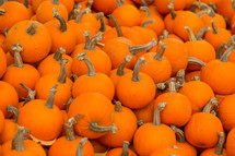 pile of orange pumpkins 