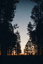 silhouettes, of trees in a pine forest 