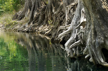 mangrove tree roots in water