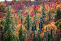 fall forest with pines