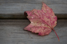 wet fall leaf on wood boards 