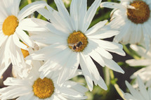 A honey bee on a daisy.