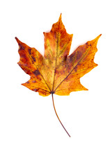 orange maple leaf 