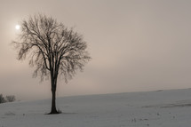 winter tree in snow 