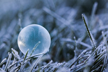 Frozen Bubble resting on Frosty Grass on a Winter's morning