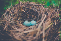 robin's eggs in a bird nest 