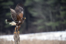 An eagle taking flight. 