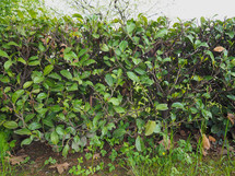 Hedge aka hedgerow green shrubs leaves barrier