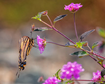 butterfly on a flower 