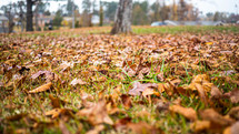 fall leaves on grass 