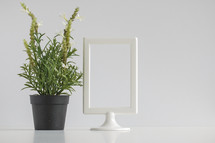 a house plant and white frame 