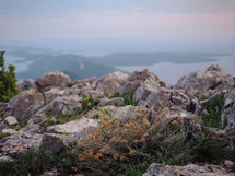 jersey cudweed flowers amongst rocks on top of an island mountain