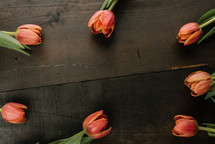 spring tulips on a wood background 