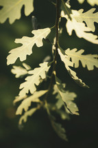 green oak leaves on a branch