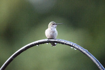 a hummingbird resting on a wet arch 