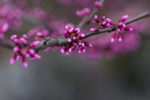 pink flowers on branches 