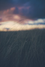 tall grasses outdoors at sunset 