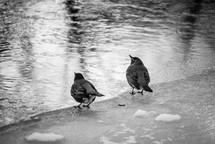 birds drinking from a puddle