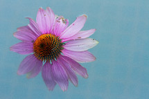 pink flower on blue background 