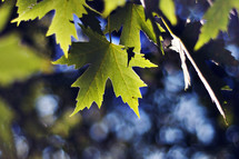 green maple leaves 