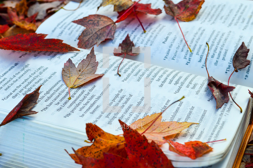 Autumn Leaves lying on an open bible