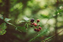 wild blackberries 