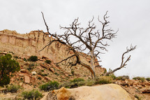 A dead tree in a desert landscape.