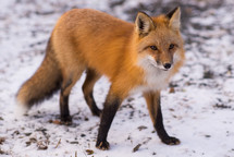 fox in the snow 