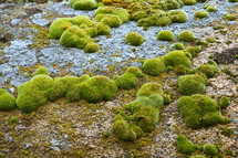 Multi Colored Stone Blocks With Green Moss