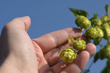 Closeup Of Fresh Green Hops in a Man's hand