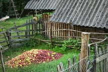 Harvesting Heap Of Apples in Village Rustic Country Side