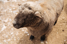 a sheep closeup 