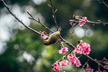 pink spring blossoms and bird 