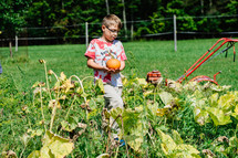 a boy picking a pumpkin out of a garden 