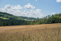 field and forest 