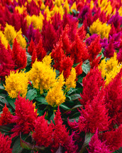 A full frame of yellow, Orange and red flowers, in the Botanical garden in São Paulo Brazil.Abstract Background.