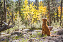 dog looking out at a forest 