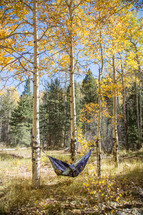 hammock between trees 