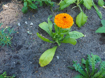 Plant with an orange flower blooming in June in Europe