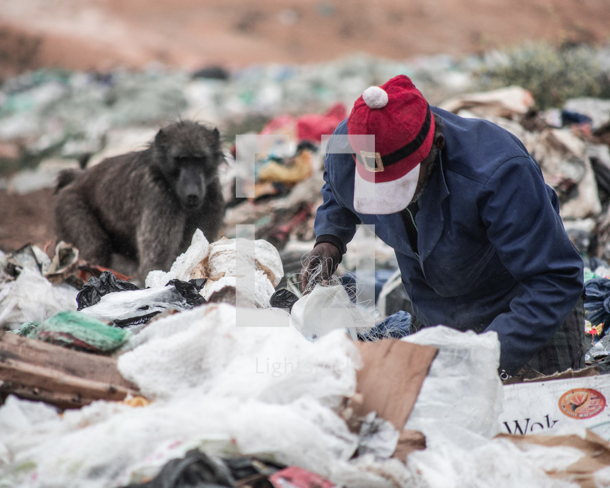baboon and man searching through trash in a landfill 