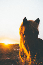 a horse at sunset 
